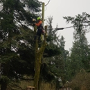 AA Tree Service Inc - Tree Service