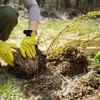 E.P Tree Service Inc gallery