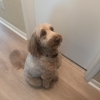 Cathy's Pet Grooming gallery
