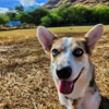 Exceptional Obedience Dog Training gallery