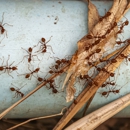 Afco Pest Control - Pest Control Equipment & Supplies