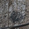 Graduate Pest Solutions gallery