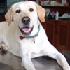 Bergen-Passaic Animal Hospital gallery