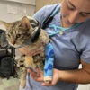 Infinity Vet gallery