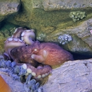 Bailey-Matthews Shell Museum - Museums