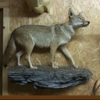 T & T Taxidermy gallery