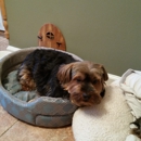 The Dog Tutor - Dog Training