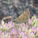 Shoreline Pest Solutions - Pest Control Services