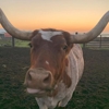 Southwood Veterinary Clinic gallery