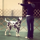 Catoctin Kennel Club