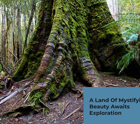 Russell Falls Holiday Cottages - National Park, TAS. A Land Of Mystifying Beauty Awaits Exploration