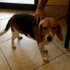 Ventura Downs Animal Hospital gallery