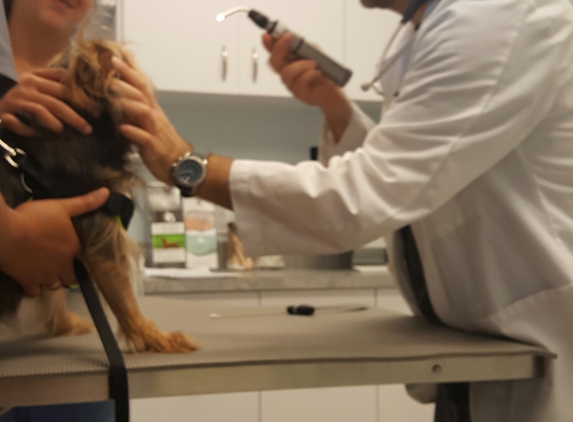 Southeast Veterinary Neurology - Miami, FL. Baby's 10day Follow Up visit