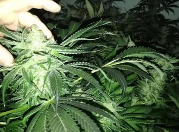 Bayside Hydroponics - Seaford, VIC. Awesome strain