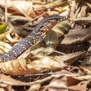 Wildlife Control Experts - Pest Control Services