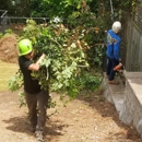 Todd's Roswell Tree Removal Service - Tree Service