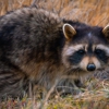 Florida Wildlife Solutions gallery