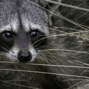 Eagle Animal Control - Pest Control Services