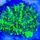 East Shore Coral