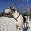 VCA Sanibel Animal Hospital gallery