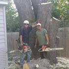 Dynasty Tree Experts