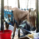 Beauty's Haven Farm & Equine Rescue Inc - Animal Shelters