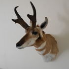 Golden Ridge Taxidermy