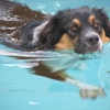 BADDogs gallery