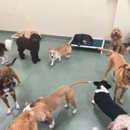 Pups Pet Club - Pet Services