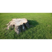 Gallery Image Number 2