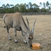 Lion Country Safari gallery