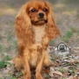 World Class Cavalier King Charles Breeder