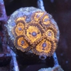 Aquagemcorals gallery
