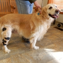 My Pet's Brace - Prosthetic Devices