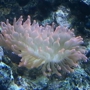 Bluewater Reef Aquatics