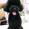 Fusion Pet Grooming gallery