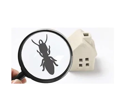 Albury Wodonga Pest Control - Albury, NSW