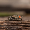 Leveretts Pest Control gallery