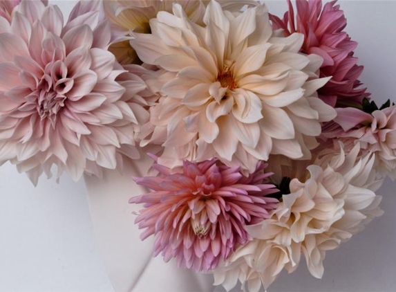 Blooming Lovely Flowers and Greenery - Tamborine Mountain, QLD. Summer Dahlias by Loretta Karazinov