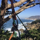 Maguire Tree Care - Tree Service