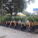 Citrus Park Landscape Nursery - Landscape Contractors