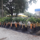 Citrus Park Landscape Nursery - Garden Centers