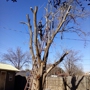 Quality Tree Care