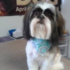 Tattletails Dog Grooming