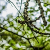 Native Tree Service gallery