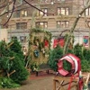 SoHo Trees: New York City Christmas Trees gallery