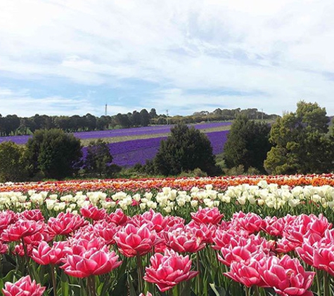 Van Diemen Quality Bulbs - Table Cape, TAS