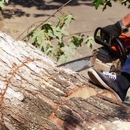 Whitney Tree Care Corp - Tree Service