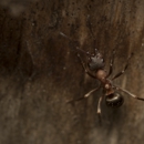 R.A.T.S. Professional Pest Control - Pest Control Equipment & Supplies