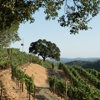 Shafer Vineyards gallery